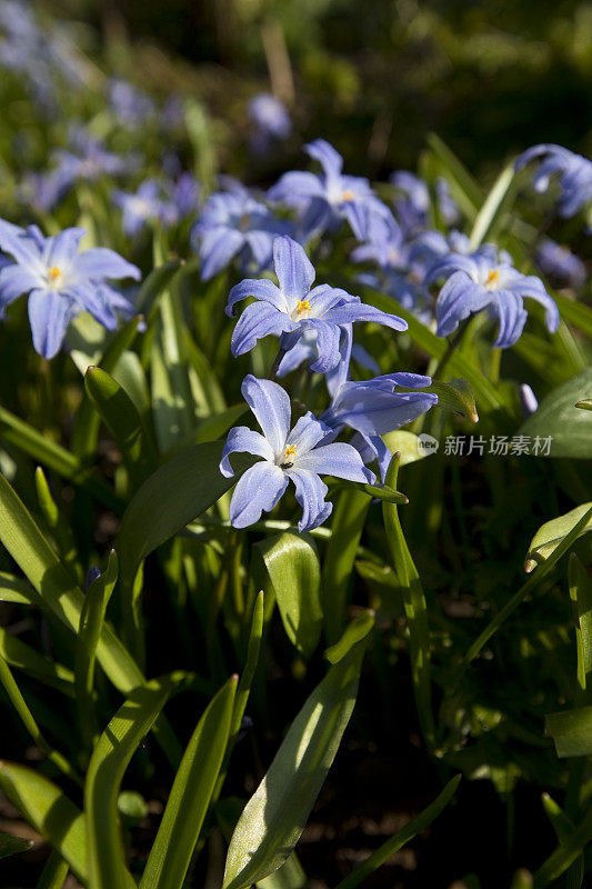 雪之荣耀(Chionodoxa forbesii)——龙胆蓝花，白色花心，在春天开花